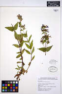 Image of serrulate penstemon