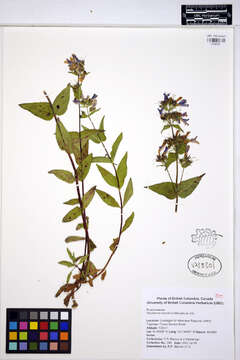 Image of serrulate penstemon