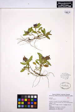 Image of common selfheal