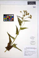 Image of arrowleaf ragwort