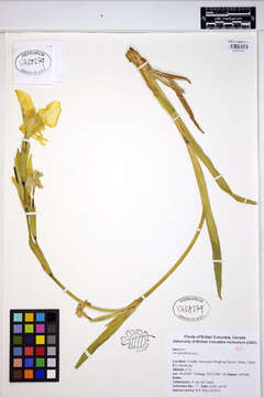 Image of yellow flag, yellow iris