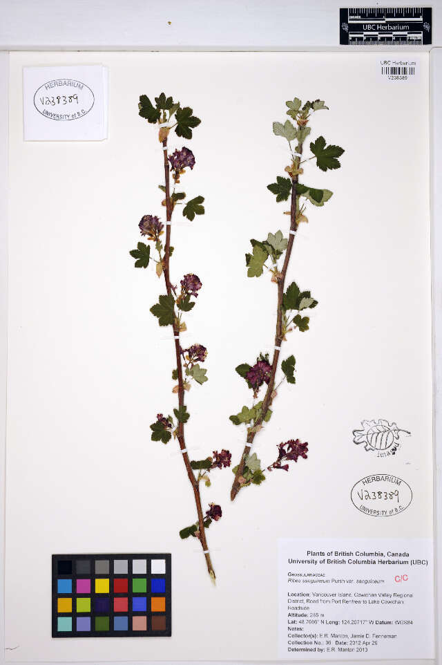 Image of Red Flowering Currant