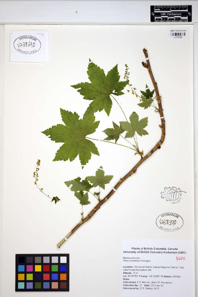 Image de Ribes bracteosum Dougl. ex Hook.