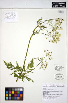 Image of Cow Parsley