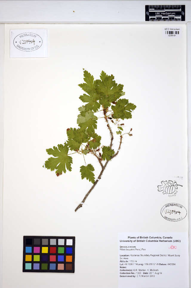 Image of prickly currant