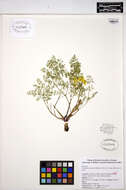 Lomatium utriculatum (Nutt. ex Torr. & Gray) Coult. & Rose resmi