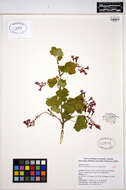 Image of Red Flowering Currant