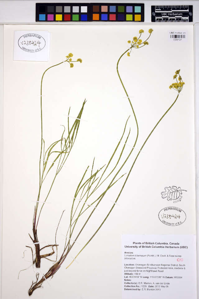 Imagem de Lomatium triternatum (Pursh) Coult. & Rose