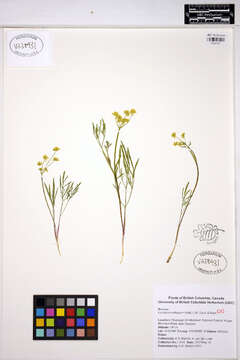 Lomatium ambiguum (Nutt.) Coult. & Rose resmi