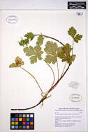 Image of Pacific blacksnakeroot