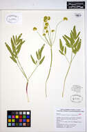 Imagem de Lomatium nudicaule (Pursh) Coult. & Rose