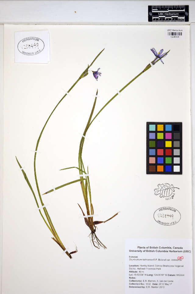 Image of Idaho blue-eyed grass