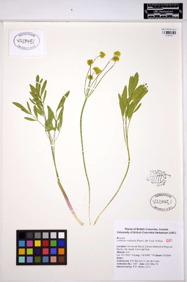 Imagem de Lomatium nudicaule (Pursh) Coult. & Rose