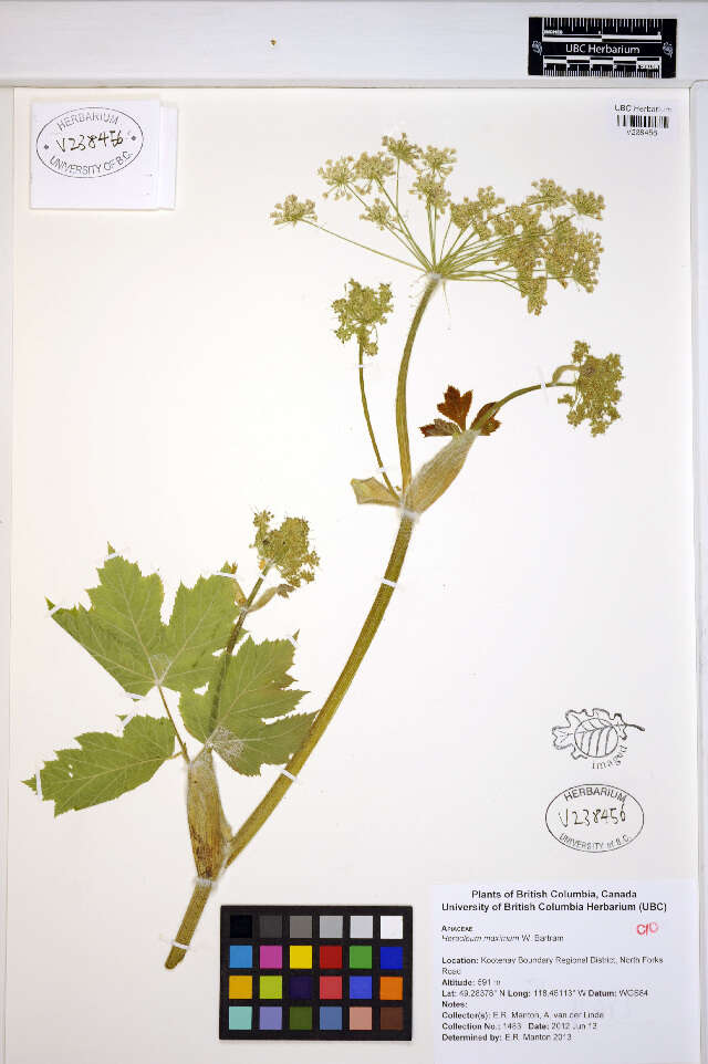 Image of American Cow-Parsnip