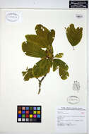 Image of "Order: Roses, Figs, Nettles & relatives"
