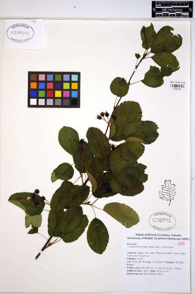 Слика од Amelanchier alnifolia (Nutt.) Nutt.