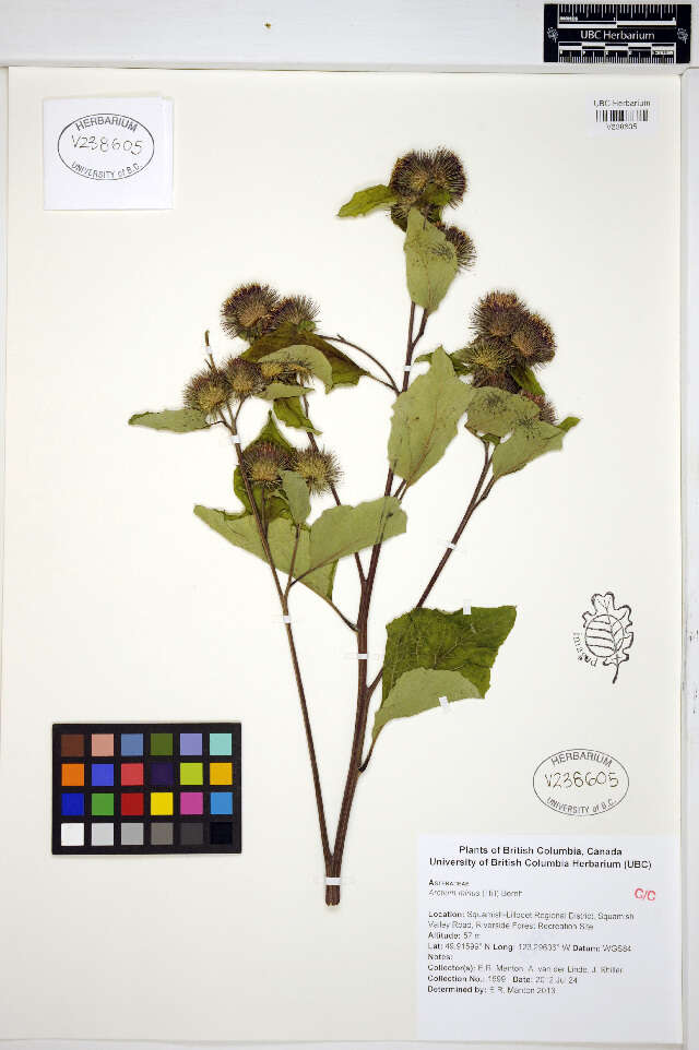 Image of common burdock