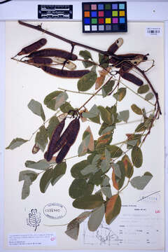 Image of black locust