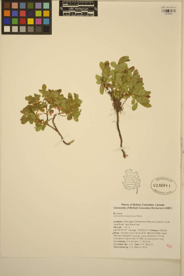 Image of dwarf bilberry