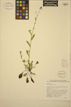 Image of field forget-me-not