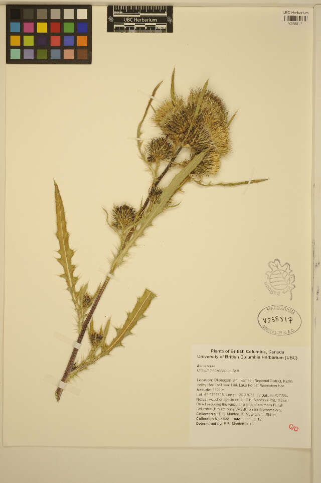 Image of white thistle