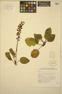 Image of liverleaf wintergreen