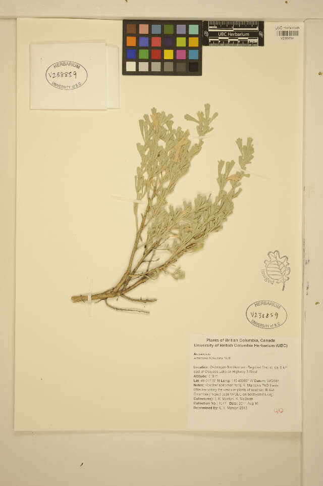 Imagem de Artemisia tridentata (Nutt.) W. A. Weber