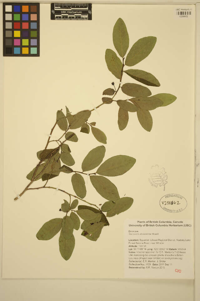 Image de Vaccinium alaskaense Howell