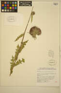 Image de Cirsium edule Nutt.