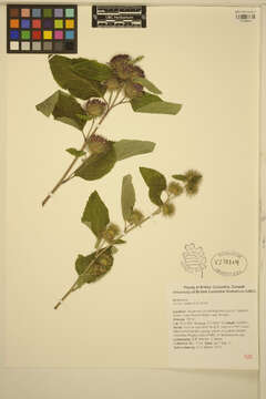 Image of common burdock