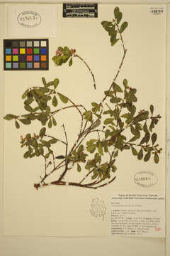 Image of bearberry