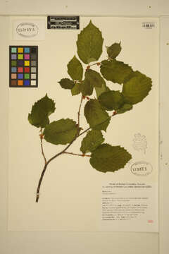 Image of Cobnut