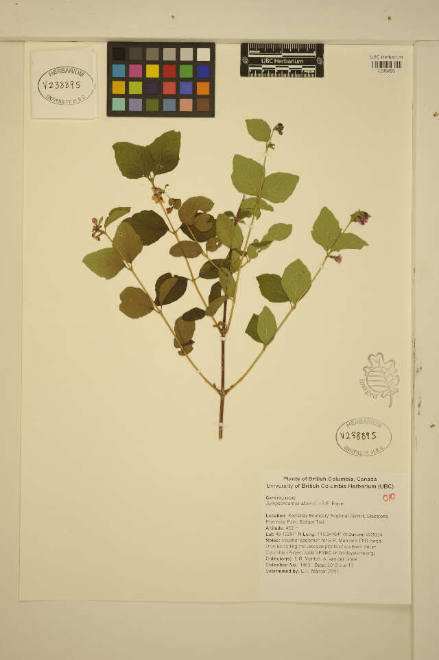 Image of common snowberry