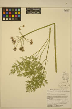 Lomatium dissectum (Nutt. ex Torr. & Gray) Mathias & Constance resmi