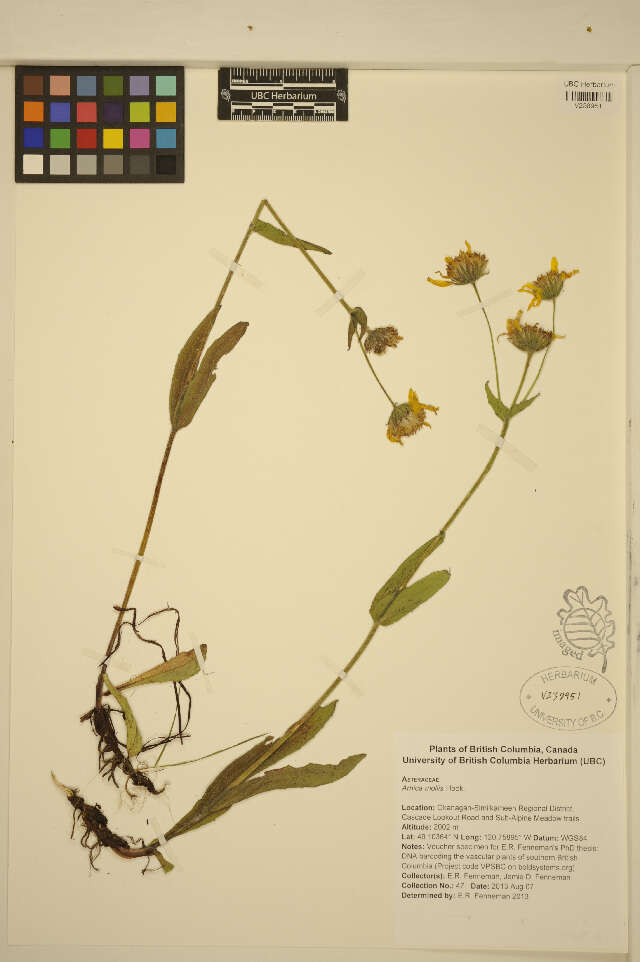 Image de Arnica mollis Hook.