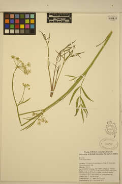 Image of hemlock waterparsnip