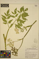 Image of Lyall's angelica