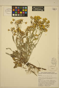 Image of woolly groundsel