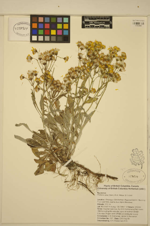 Image of woolly groundsel