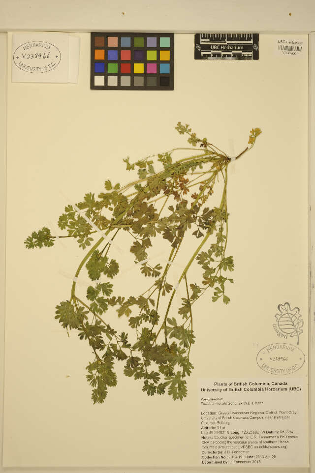 Image of Fumitory