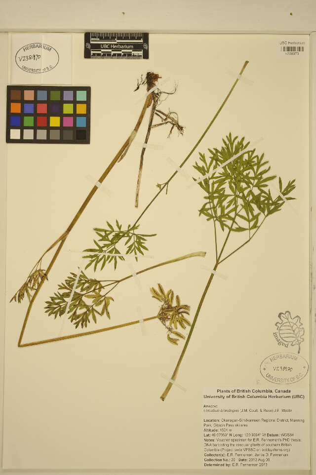 Imagem de Lomatium brandegeei (Coult. & Rose) J. F. Macbr.