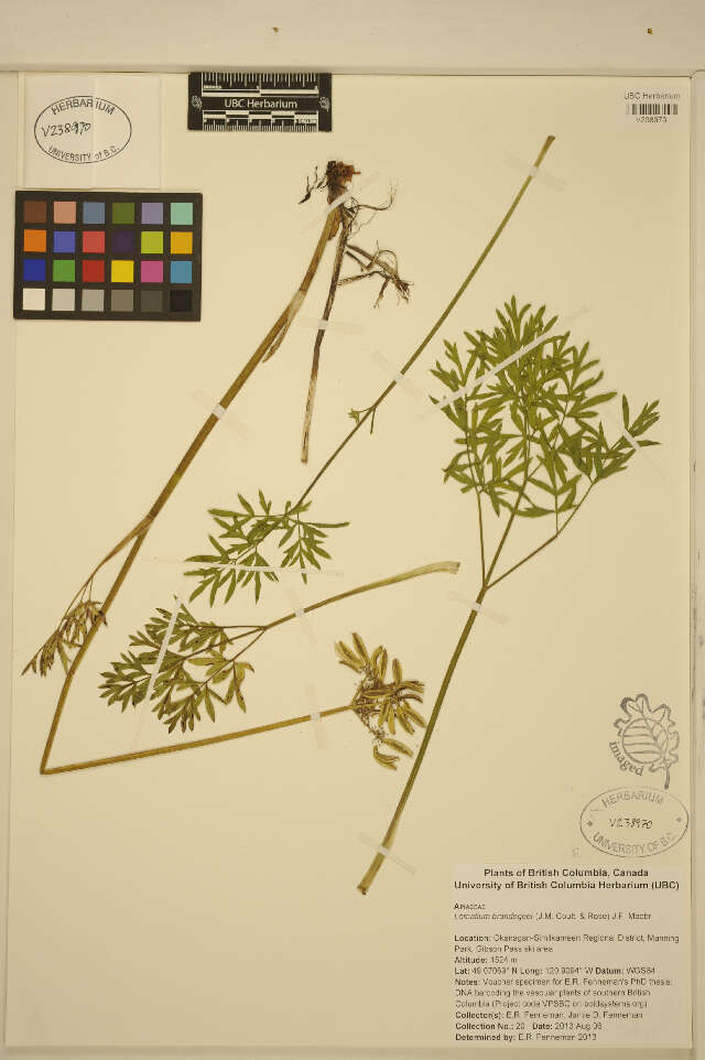 Image of Brandegee's desertparsley