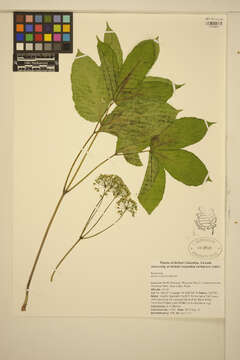 Image of wild sarsaparilla