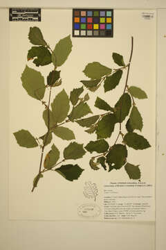 Image of Cobnut