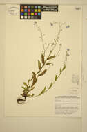 Image of wood forget-me-not