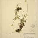Image of Antennaria luzuloides Torr. & A. Gray