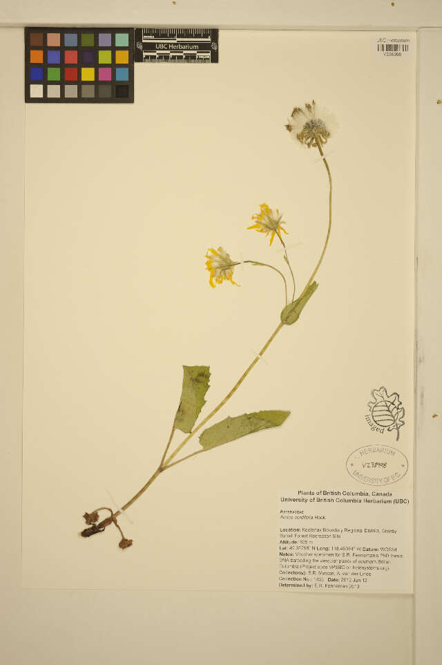 Image de Arnica cordifolia Hook.