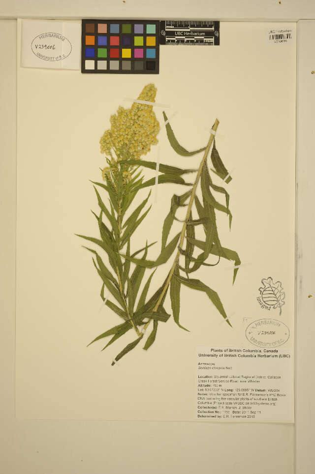 Image of Solidago elongata Nutt.