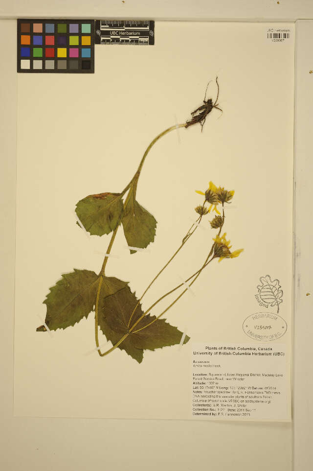 Image de Arnica mollis Hook.