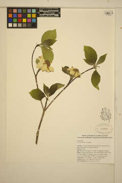 Image of Pacific dogwood